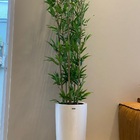 Bambu Mossô  Artificial 6 Hastes Planta Alta No Gesso + Vaso