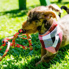 Bandana para Cachorro Pet Unissex Cães Xadrez Dupla Face Tama