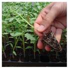 Bandeja Para Mudas 15 Células Baixa Preto Nutriplan