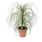 Beaucarnea Guatemalense Pote 40