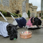 Bebedouro / Comedouro Acrílico Duplo Tigela Inox - Tam. E. Gr