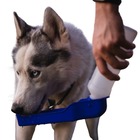 Bebedouro para Cachorro Plástico G Azul Chalesco