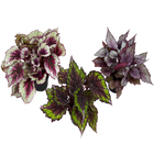 Begonia Beleaf Pote 11