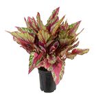Begonia Beleaf Pote 15