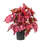 Begonia Beleaf Pote 15