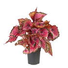 Begonia Beleaf Pote 15