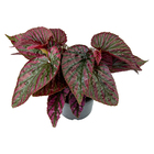 Begonia Brevirimosa P15