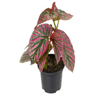 Begonia Brevirimosa P15