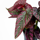 Begonia Brevirimosa P15