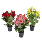 Begônia Elatior Pote 11 Planta Natural