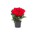 Begônia Elatior Pote 11 Planta Natural