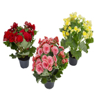 Begônia Elatior Pote 11 Planta Natural