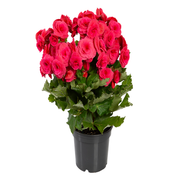 Begônia Elatior Pote 15 Planta Natural