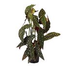 BEGONIA MACULATA P17