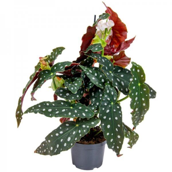 BEGONIA MACULATA P24