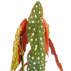 Begônia Maculata Pote 15 Planta Natural