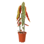 Begônia Maculata Pote 15 Planta Natural