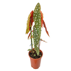 Begônia Maculata Pote 15 Planta Natural