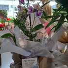 Bio Sachê Fertilizante Orgânico Para Orquídeas Vila Verde Cai