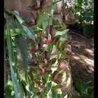 Bio Sachê Fertilizante Orgânico Para Orquídeas Vila Verde Cai