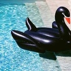 Boia Cisne Negro Gigante 198cm