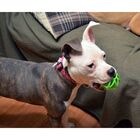 Bola Megalast Ball Jw - Bola De Borracha Para Jogar E Também