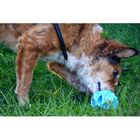 Bola Megalast Ball Jw - Bola De Borracha Para Jogar E Também