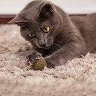 Bolinha De Catnip Maciça 18g Para Gatos Pet Natural U