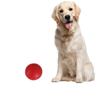 Bolinha Para Cachorro Grande Brinquedo Pet Bola - Vermelho