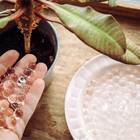 Bolinhas De Gel Incolor Para Plantas Top Garden