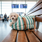 Bolsa Aberta para Cachorro e Gato M em Tecido Verde Fábrica Pet