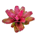 BOMÉLIA LOUSADA-POTE 11