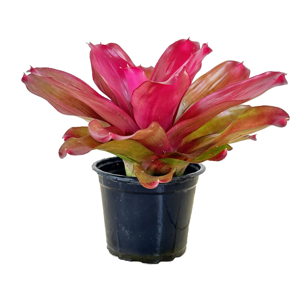 BOMÉLIA LOUSADA-POTE 11