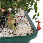 Bonsai Fruta Vaso 1,1L