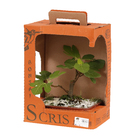 Bonsai Fruta Vaso 1,1L