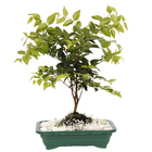 Bonsai Fruta Vaso 1,1L