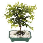 Bonsai Fruta Vaso 1,1L