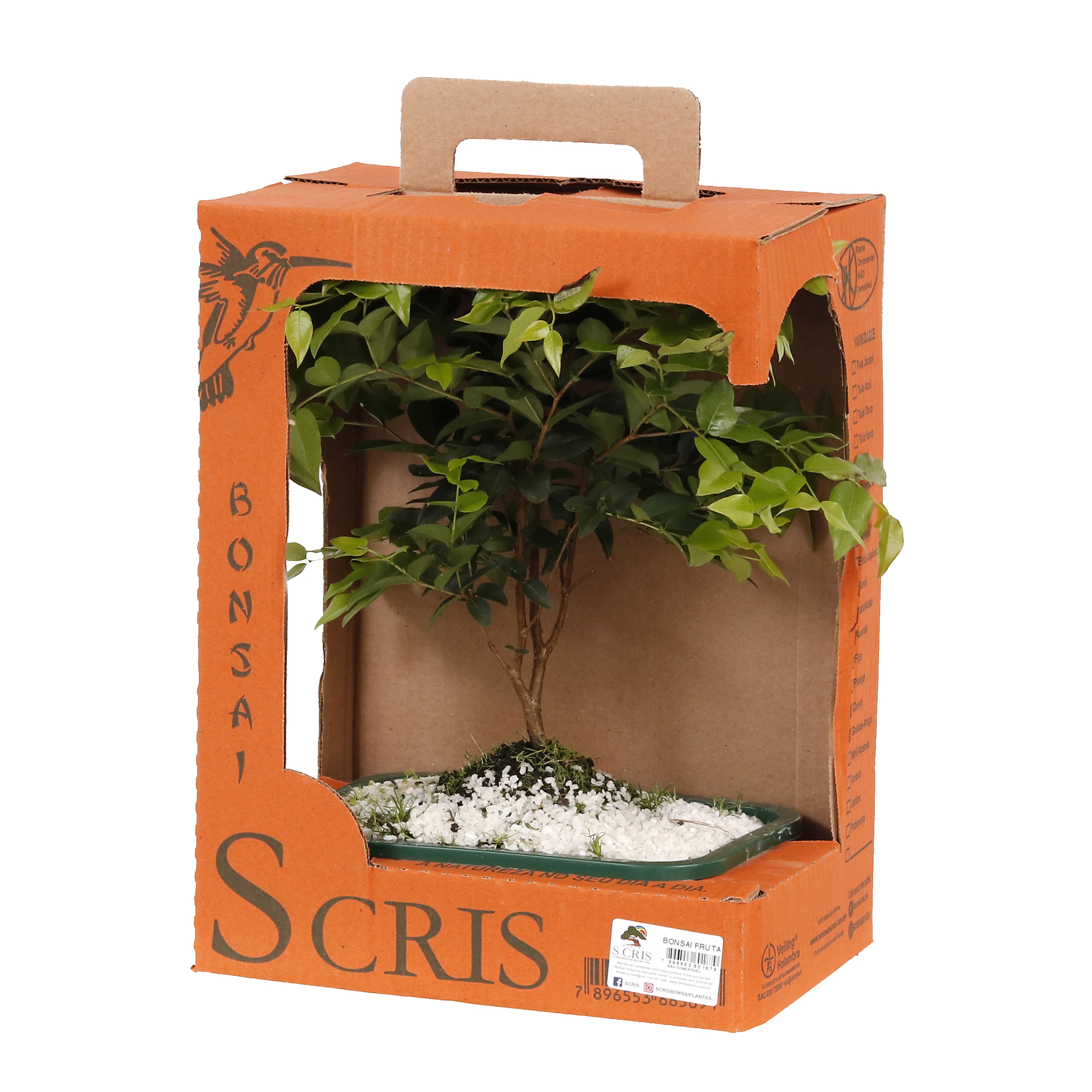 Bonsai Fruta 1,1L Planta Natural | Leroy Merlin