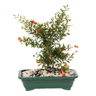 Bonsai Fruta Vaso 1,1L