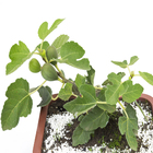 Bonsai Fruta Vaso 1,1L