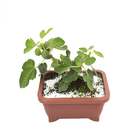 Bonsai Fruta Vaso 1,1L