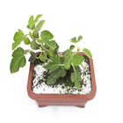 Bonsai Fruta Vaso 1,1L