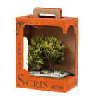 Bonsai Jovem Pote 15 Planta Natural