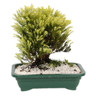 Bonsai Jovem Pote 15 Planta Natural
