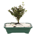 Bonsai Jovem Pote 15 Planta Natural
