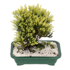 Bonsai Jovem Pote 15 Planta Natural