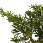 Bonsai Jovem Pote 15 Planta Natural