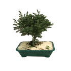 Bonsai Jovem Pote 15 Planta Natural