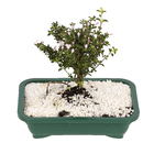 Bonsai Jovem Pote 15 Planta Natural