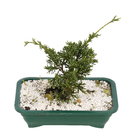 Bonsai Jovem Vaso 1,1L